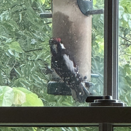 Downy Woodpecker observed by lindadntmn