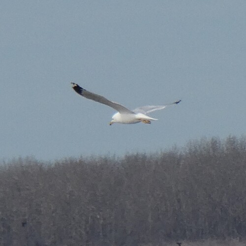 Ring-billed Gull observed by little_blue_heron