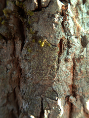 Buellia griseovirens