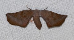 Parepisparis multicolora