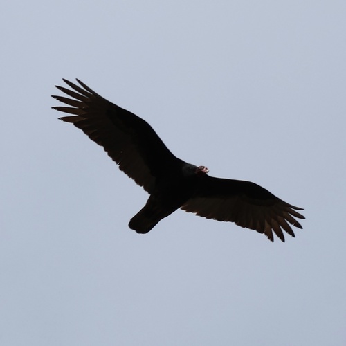Turkey Vulture observed by lberry2