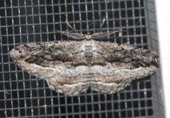 Scioglyptis canescaria