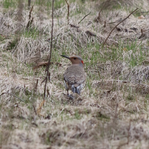 Northern Flicker observed by lberry2