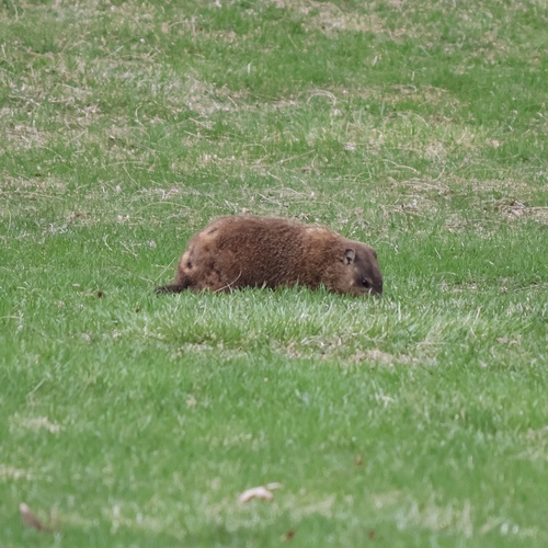 Groundhog observed by lberry2