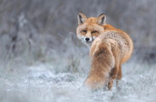 Rotfuchs observed by leonf