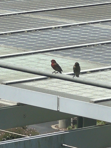 House Finch observed by mayamr