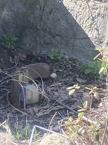 Groundhog observed by bborgmannwinter