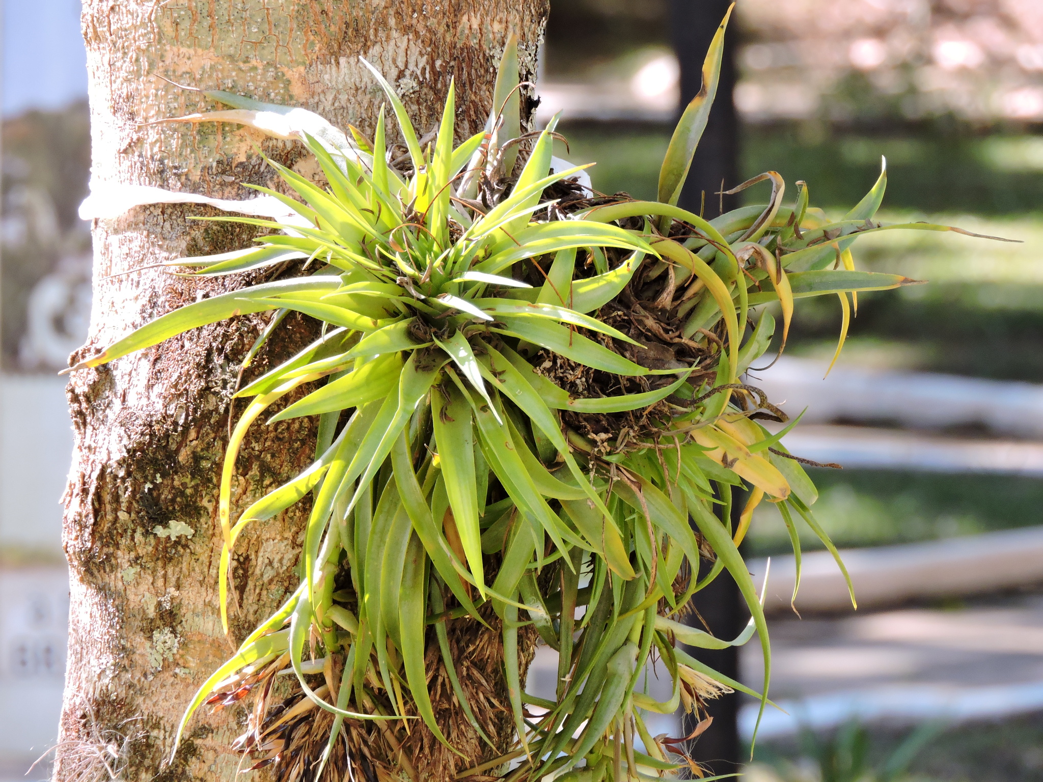 Tillandsia geminiflora