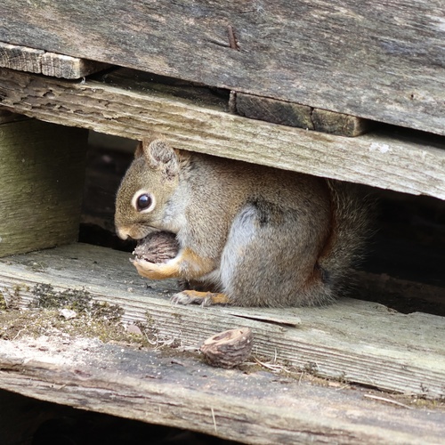 American Red Squirrel observed by lberry2