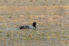 Fulica ardesiaca