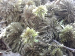 Ctenidium