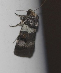 Thoracolopha flexirena