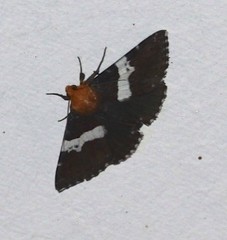 Buzara latizona
