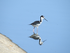 Himantopus mexicanus