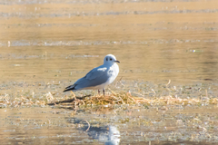 Chroicocephalus serranus