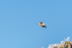 Chroicocephalus serranus