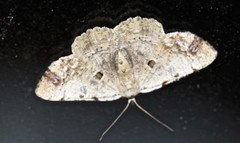 Aeolochroma melaleucae