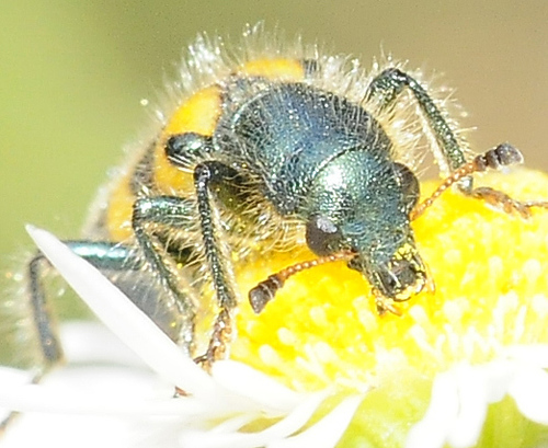 Red-blue Checkered Beetle