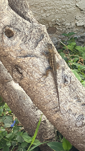 Western Fence Lizard observed by lydiaavidra