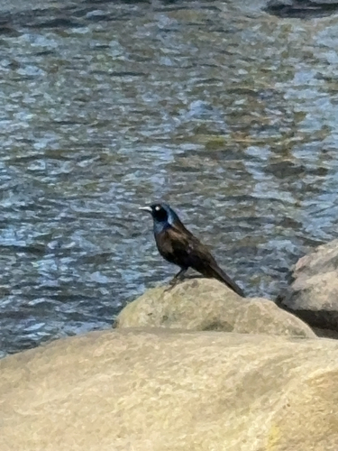 Common Grackle observed by kellyann1721