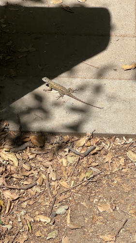 Western Fence Lizard observed by dejfruit