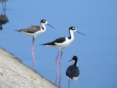Himantopus mexicanus