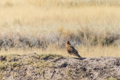 Daptrius megalopterus