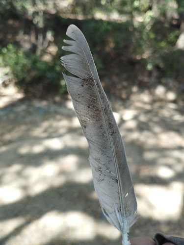 Paloma de Collar Turca observed by antoniom