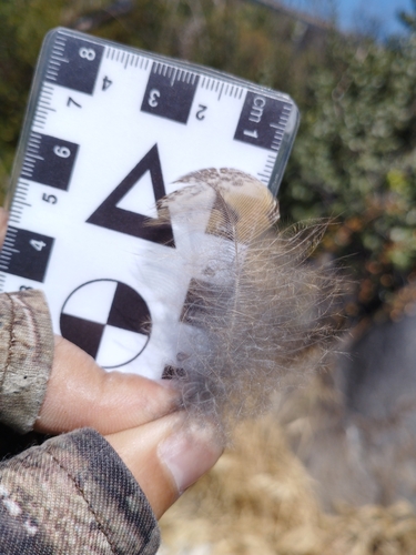 Búho cornudo observed by antoniom