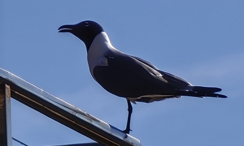 Gaviota reidora americana observed by sergiodonas