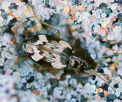 Tetragonoderus fasciatus