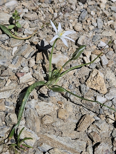 Ornithogalum montanum