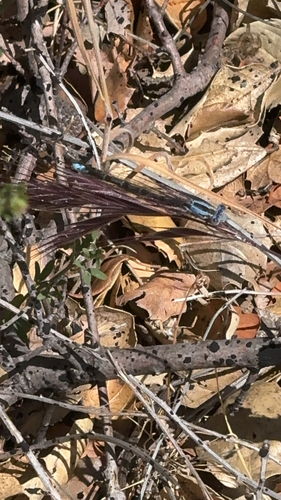 iNaturalist observation photo of Vivid Dancer
