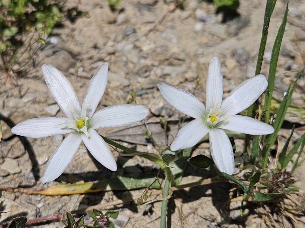 Ornithogalum montanum; photograph (c) Alessia Guggisberg, some rights reserved (CC BY-SA)