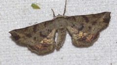 Parepisparis excusata