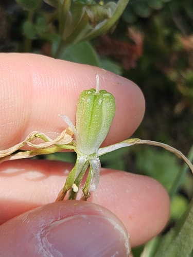 Ornithogalum montanum, photograph 2