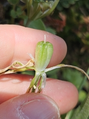 (c) Alessia Guggisberg, some rights reserved (CC BY-SA) Ornithogalum montanum, photograph (c) Alessia Guggisberg, some rights reserved (CC BY-SA)