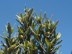Grubbia tomentosa