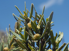 Grubbia tomentosa