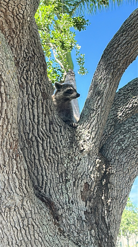 Common Raccoon observed by maddie63037