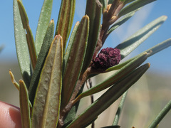 Grubbia tomentosa