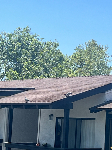 Band-tailed Pigeon observed by goopygoblin