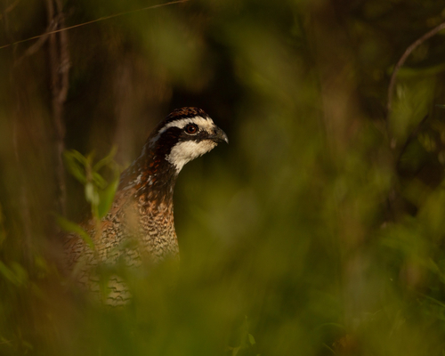 Northern Bobwhite observed by kaysea10