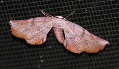 Parepisparis multicolora