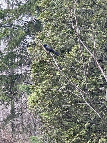 Common Grackle observed by timberlord14