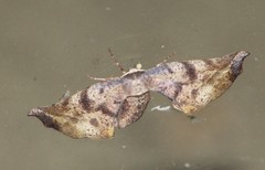 Parepisparis excusata