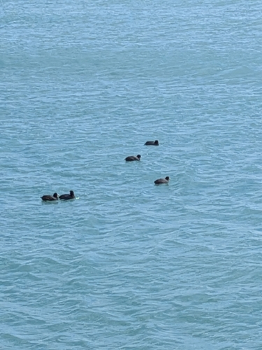 American Coot observed by habibrehman