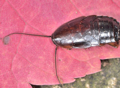 Parcoblatta americana