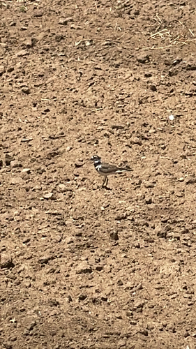 Killdeer observed by anastasius_n