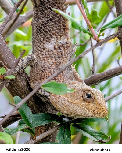 Oriental Garden Lizard